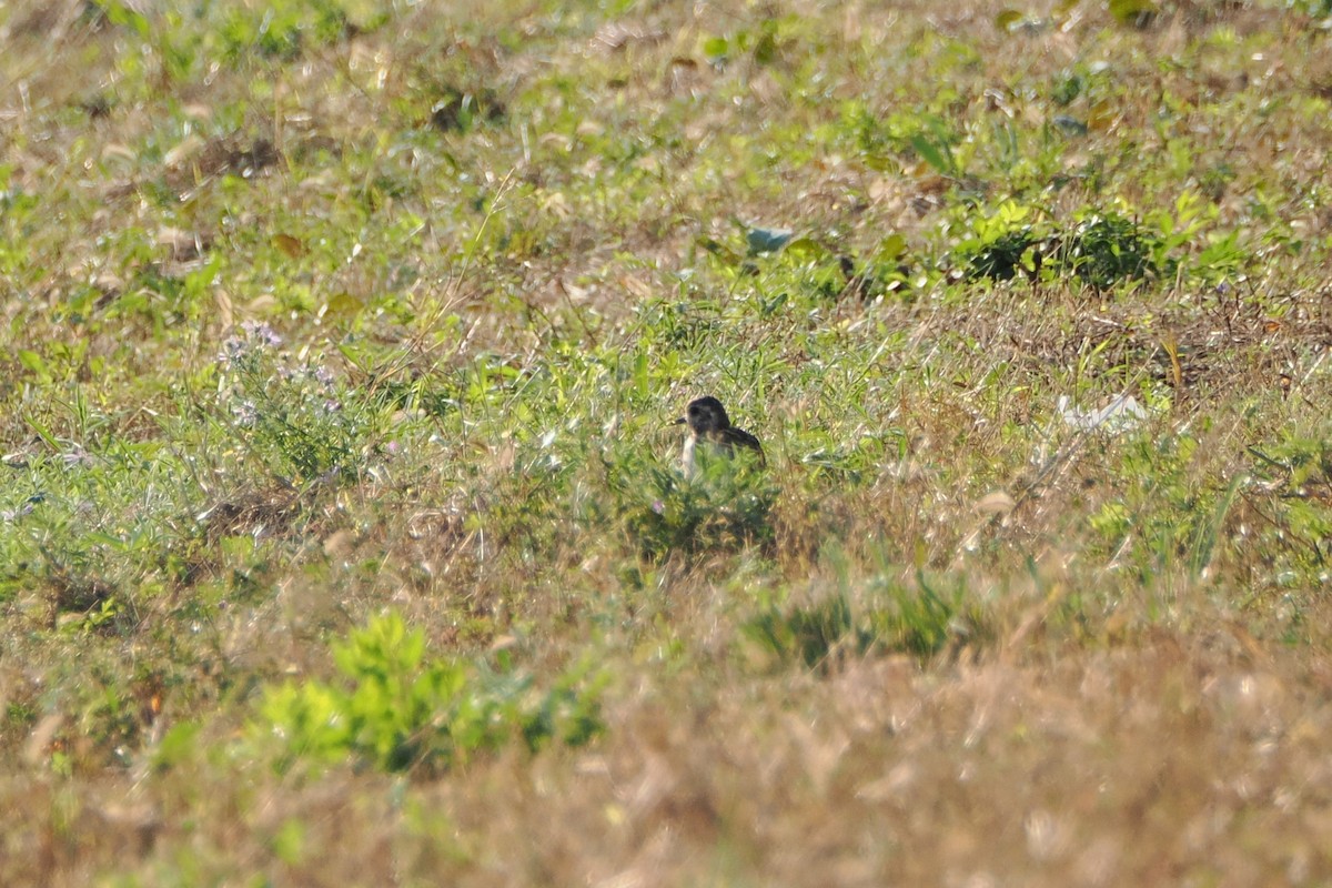 Pacific Golden-Plover - ML643802588