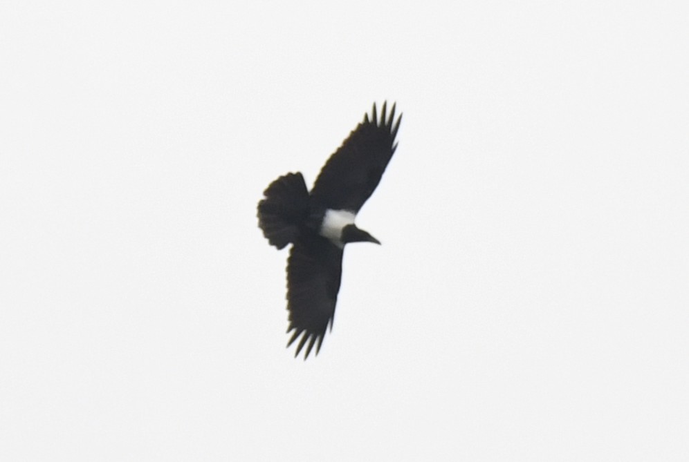 Pied Crow - ML643802591