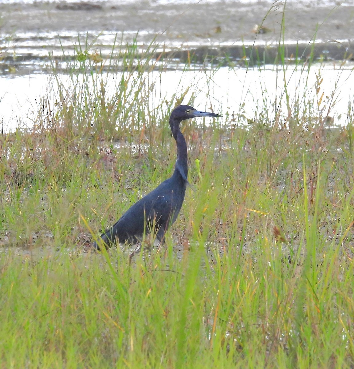 Little Blue Heron - ML643802592