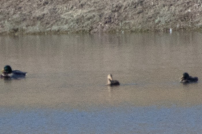dabbling duck sp. - ML643802605