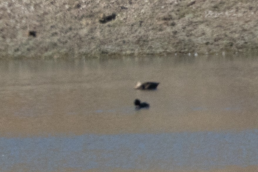 dabbling duck sp. - ML643802606