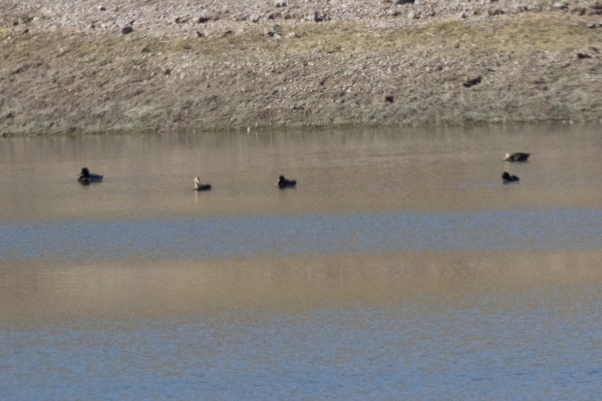 dabbling duck sp. - ML643802607