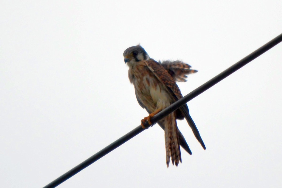 poštolka pestrá - ML643802616