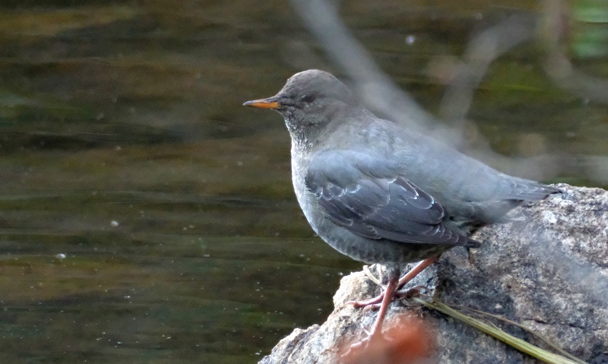 אמודאי אמריקני - ML643802625