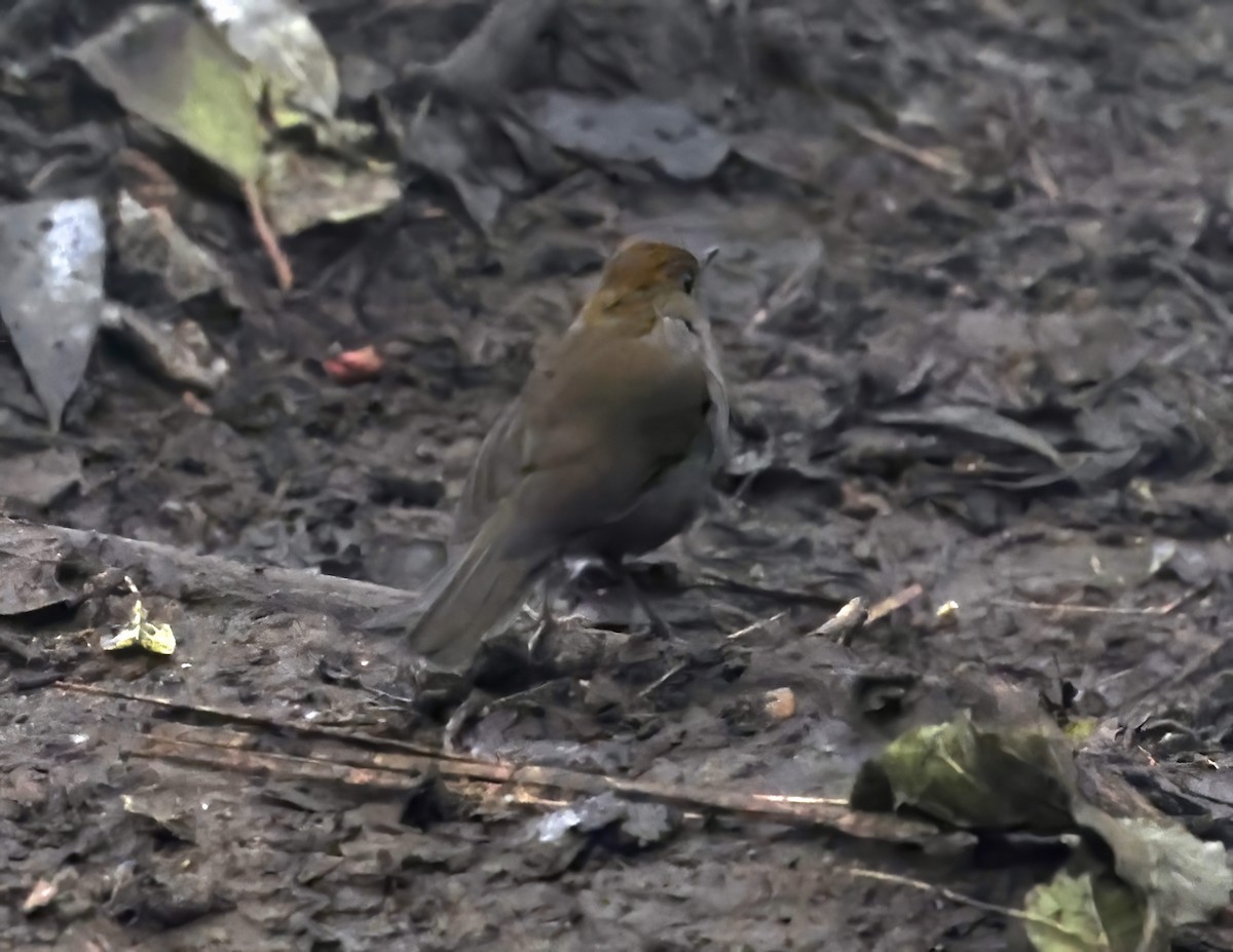 Рыжеголовый соловьиный дрозд - ML643802649