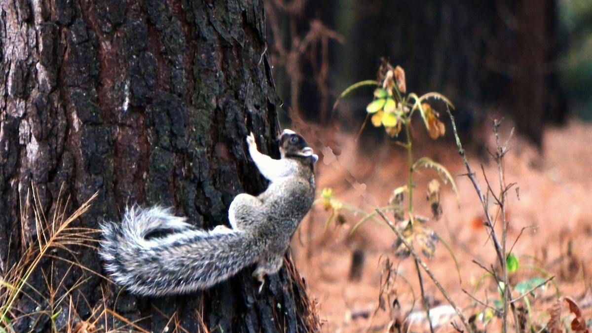 Southern Fox Squirrel - ML643802657