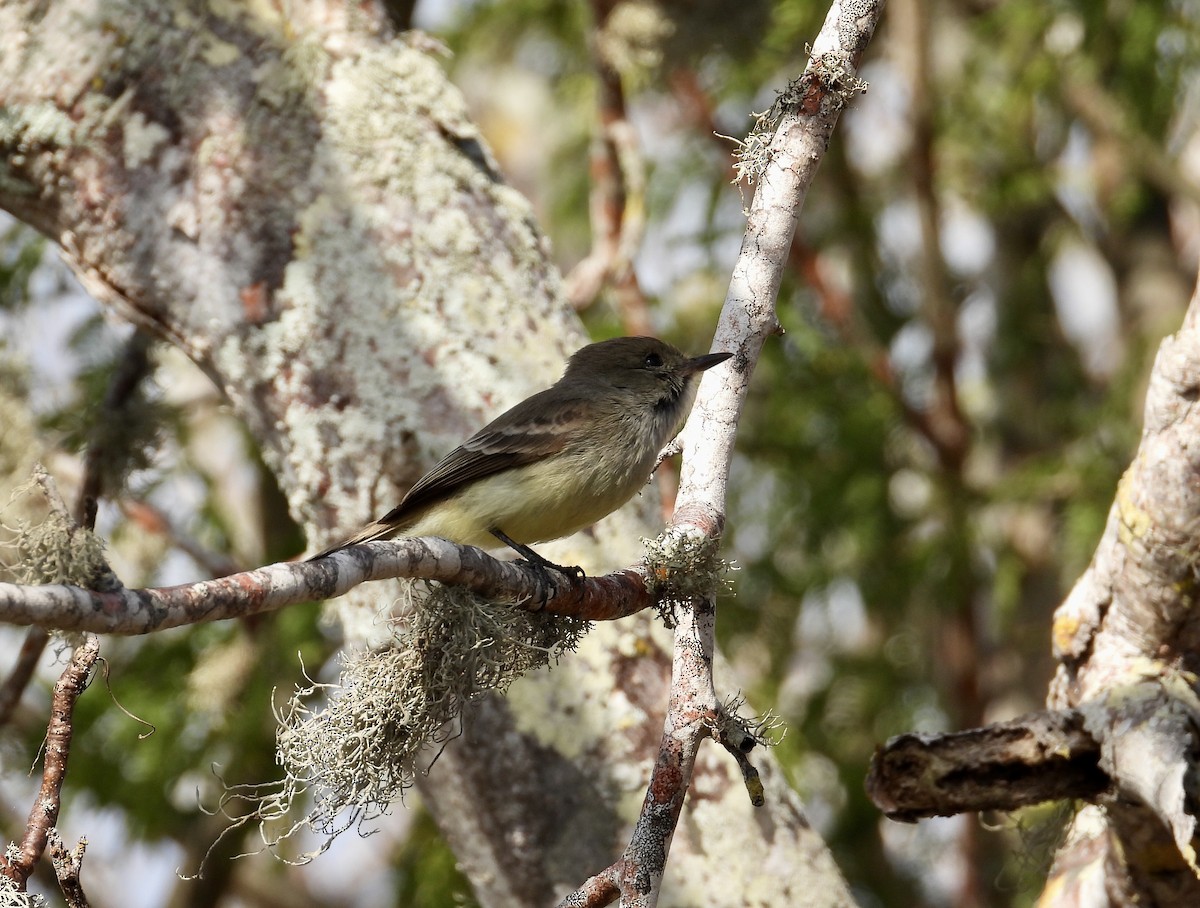Galapagos Flycatcher - ML643802659