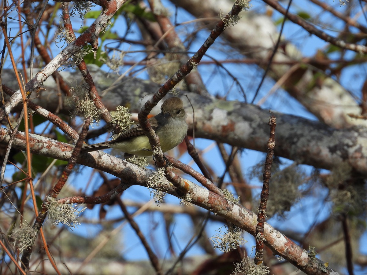 Galapagos Flycatcher - ML643802660