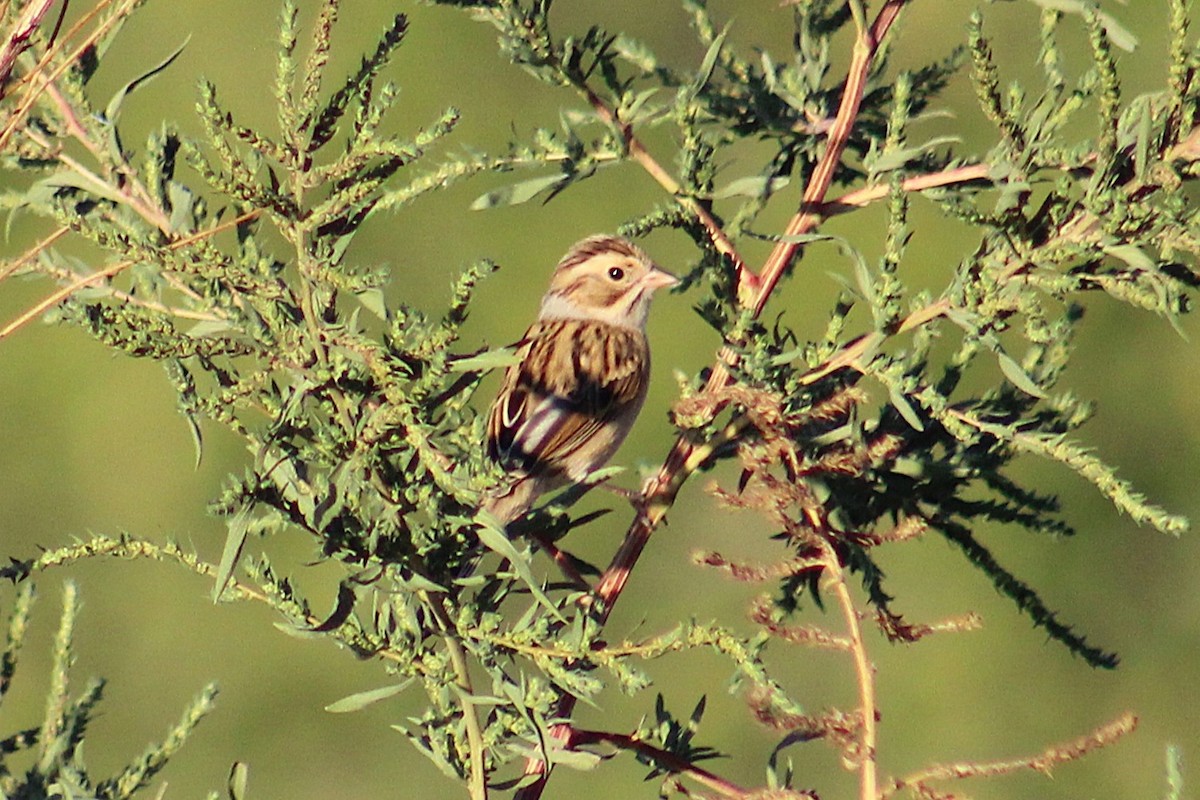 Clay-colored Sparrow - ML643802674