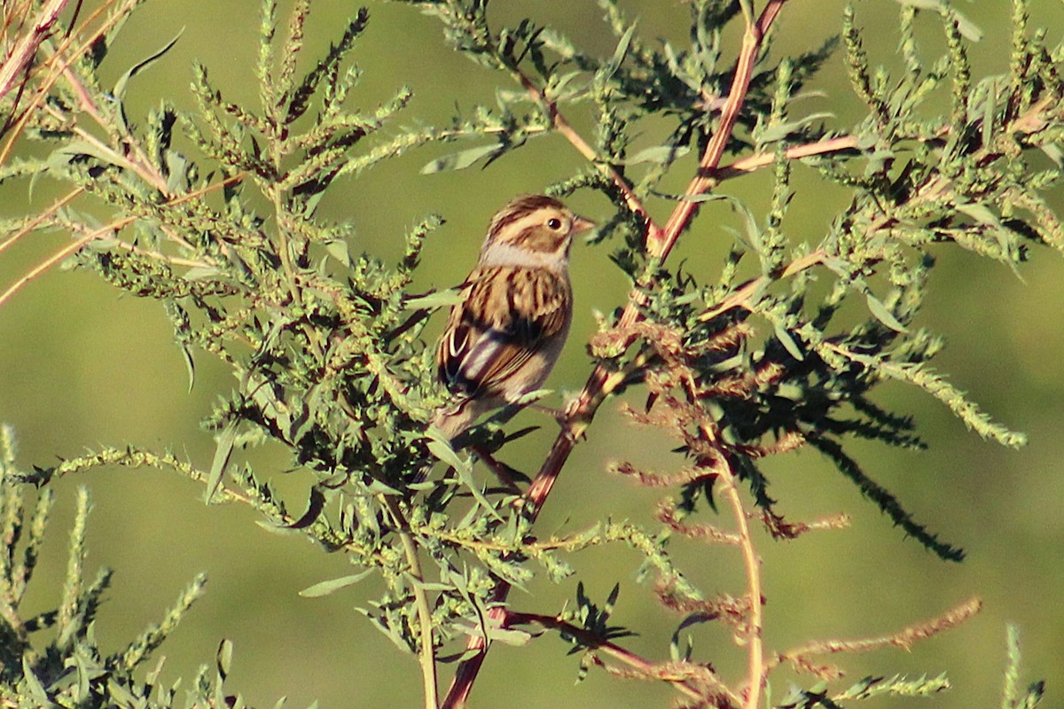 Clay-colored Sparrow - ML643802675