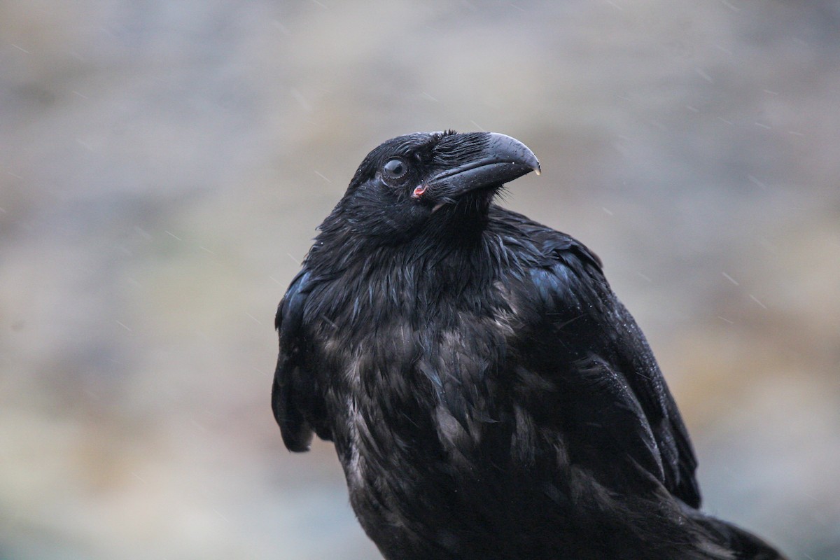 Grand Corbeau - ML643802676
