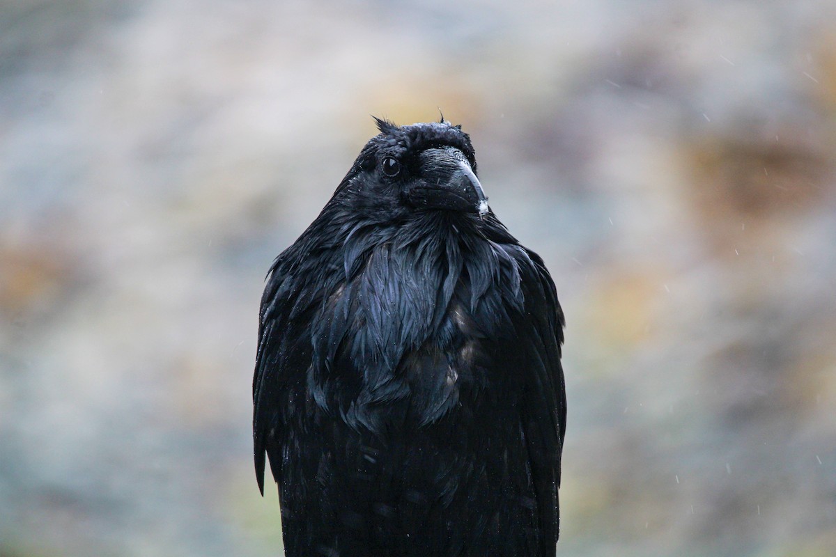 Grand Corbeau - ML643802679