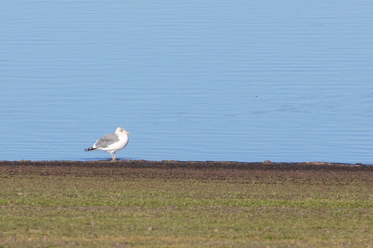 California Gull - ML643802689
