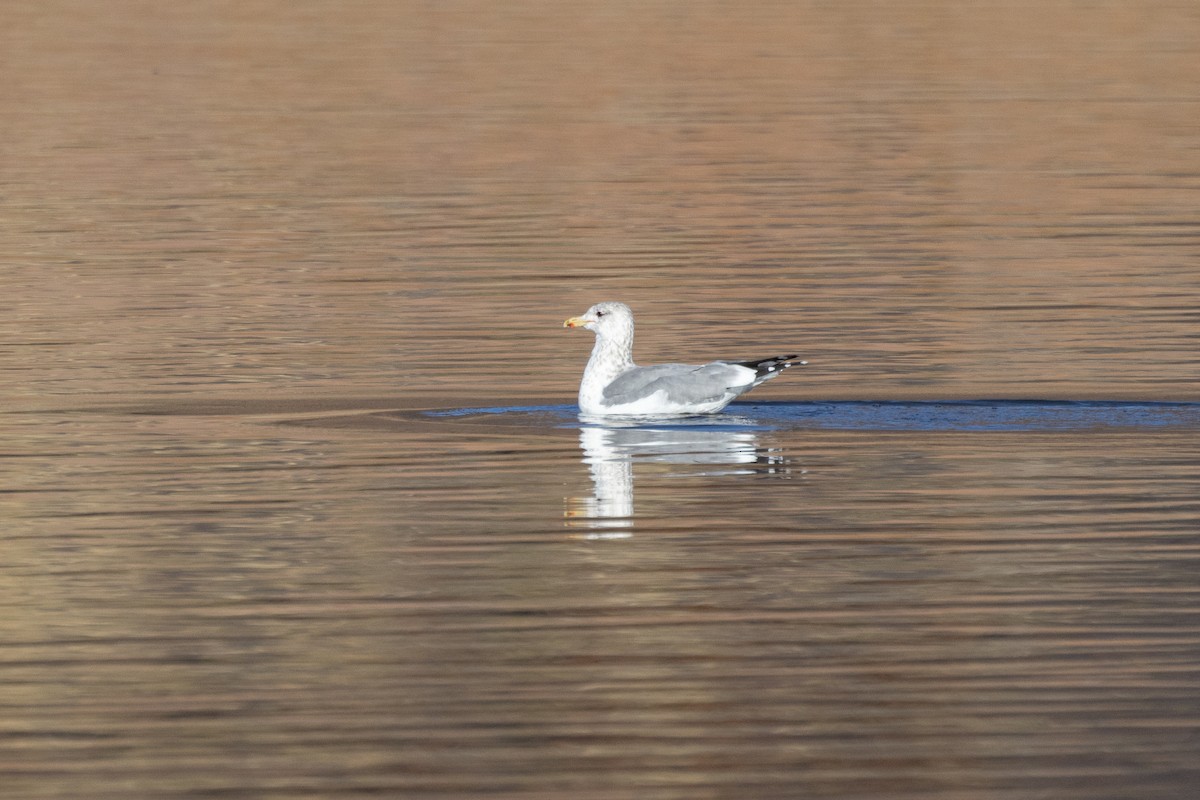 California Gull - ML643802690