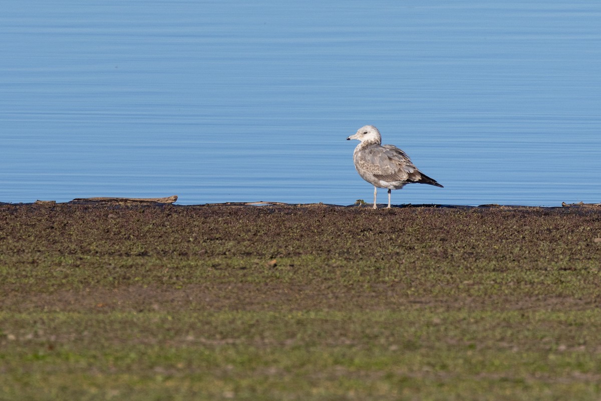 California Gull - ML643802691