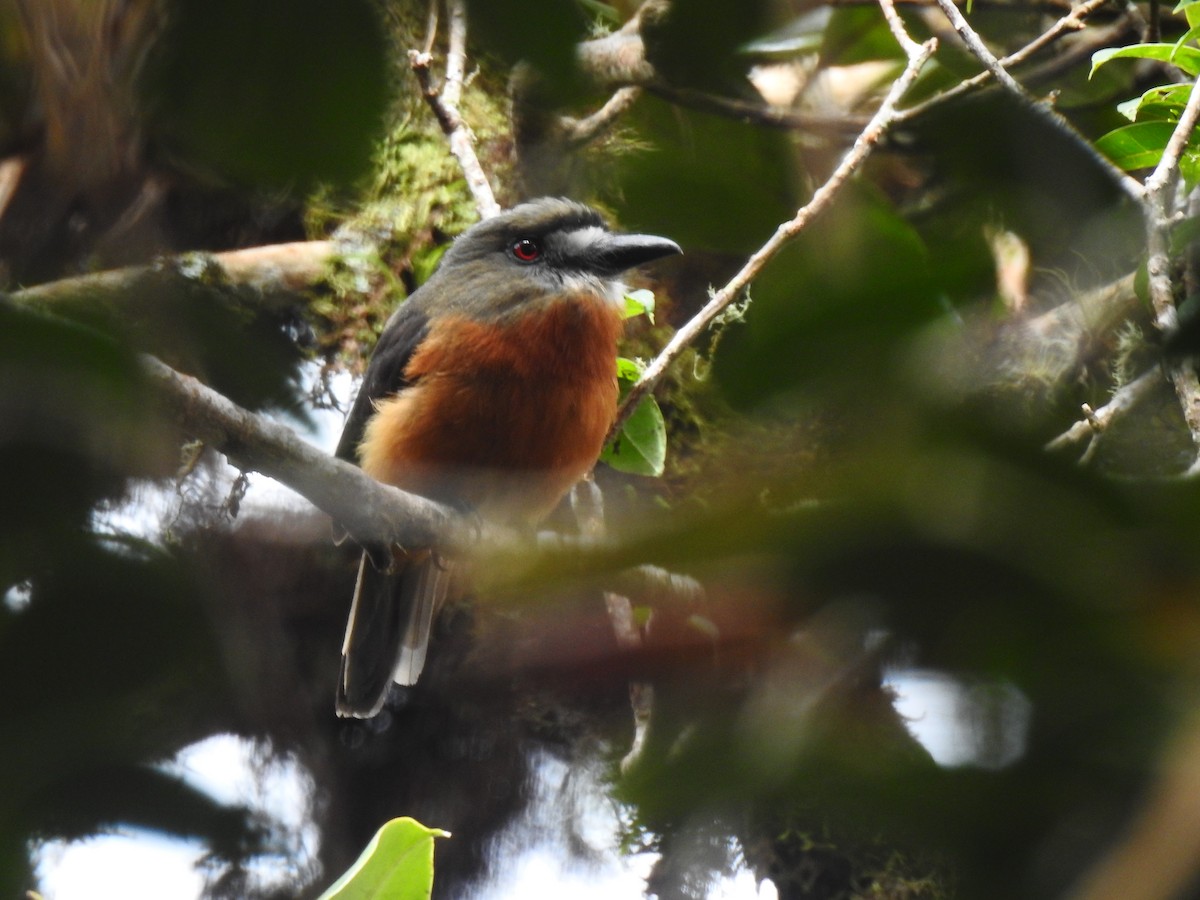 White-faced Nunbird - ML643802692