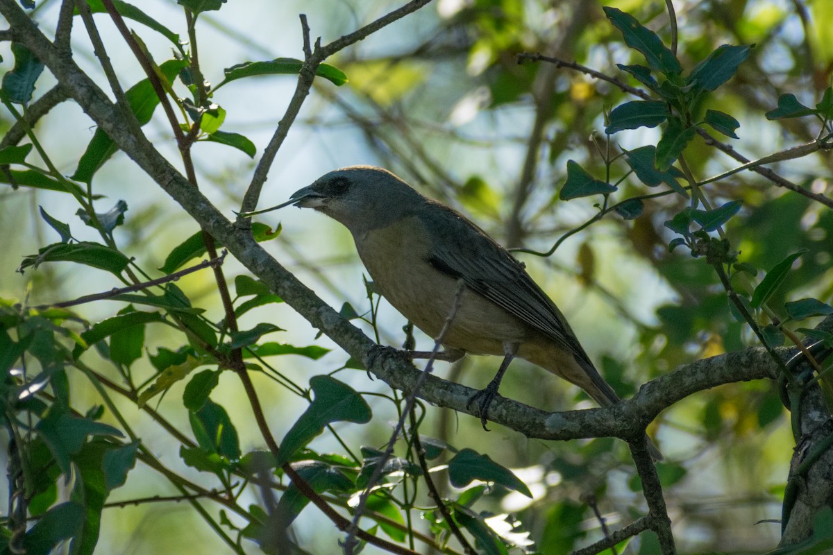 Blue-and-yellow Tanager - ML643802695