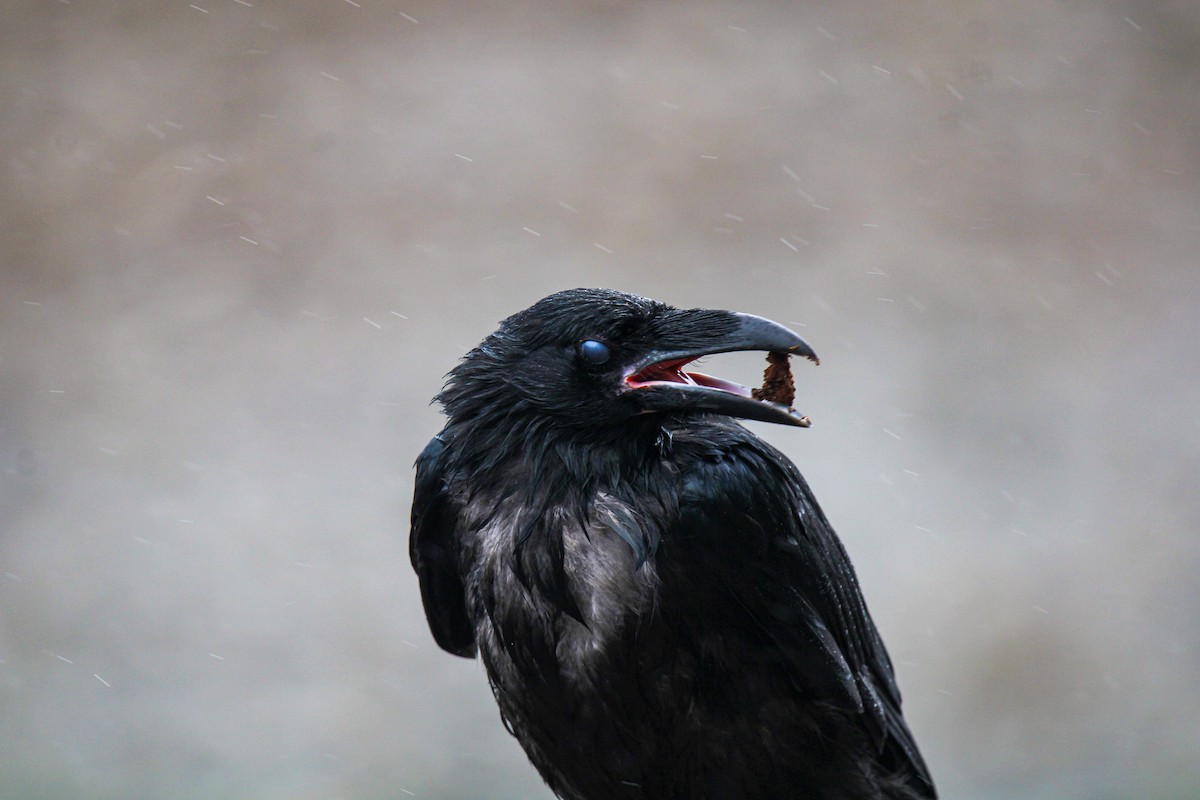 Grand Corbeau - ML643802718