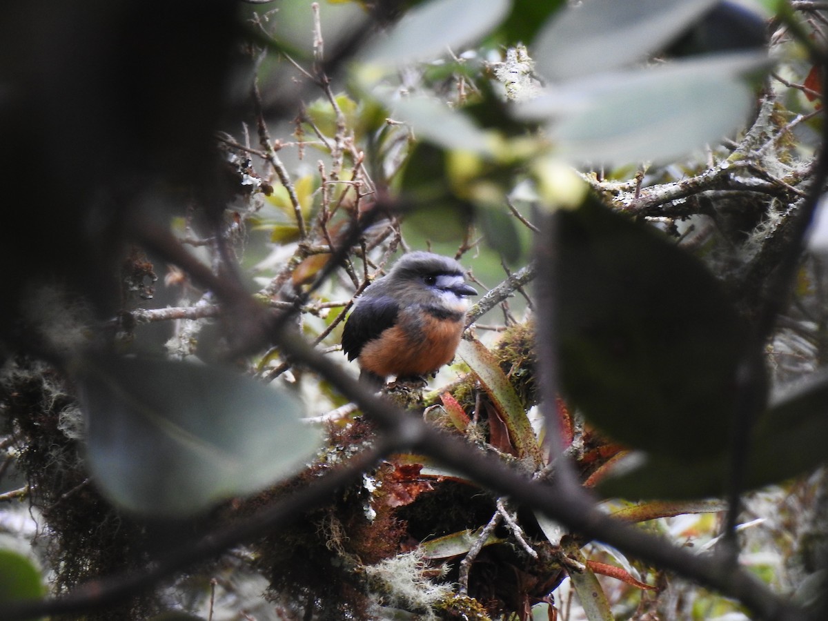 White-faced Nunbird - ML643802724