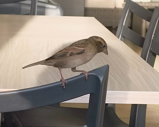 House Sparrow - ML643802733