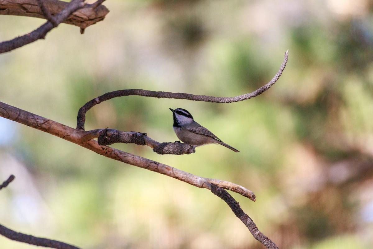 Mountain Chickadee - ML643802735