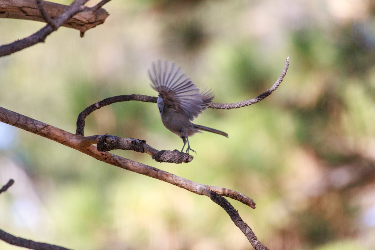 Mountain Chickadee - ML643802736