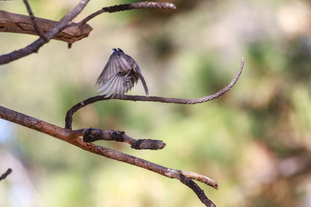 Mountain Chickadee - ML643802737