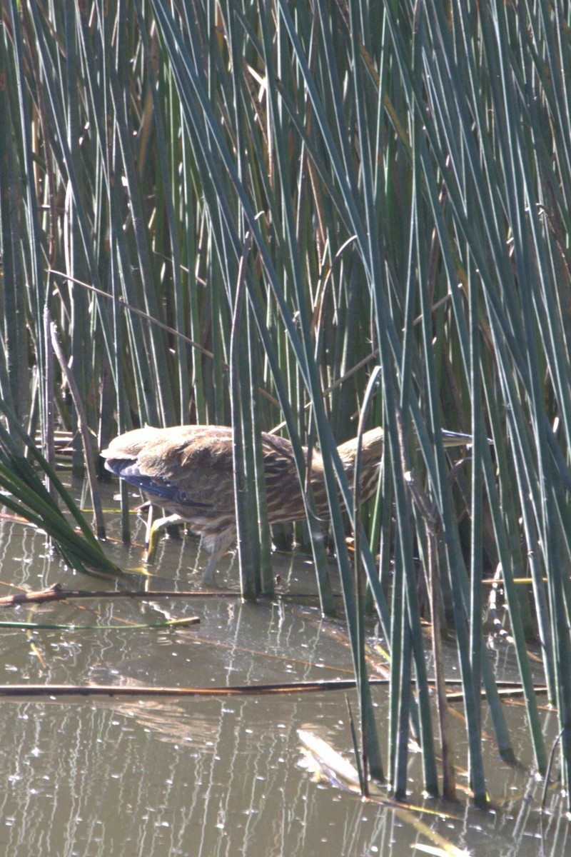 American Bittern - ML643802759