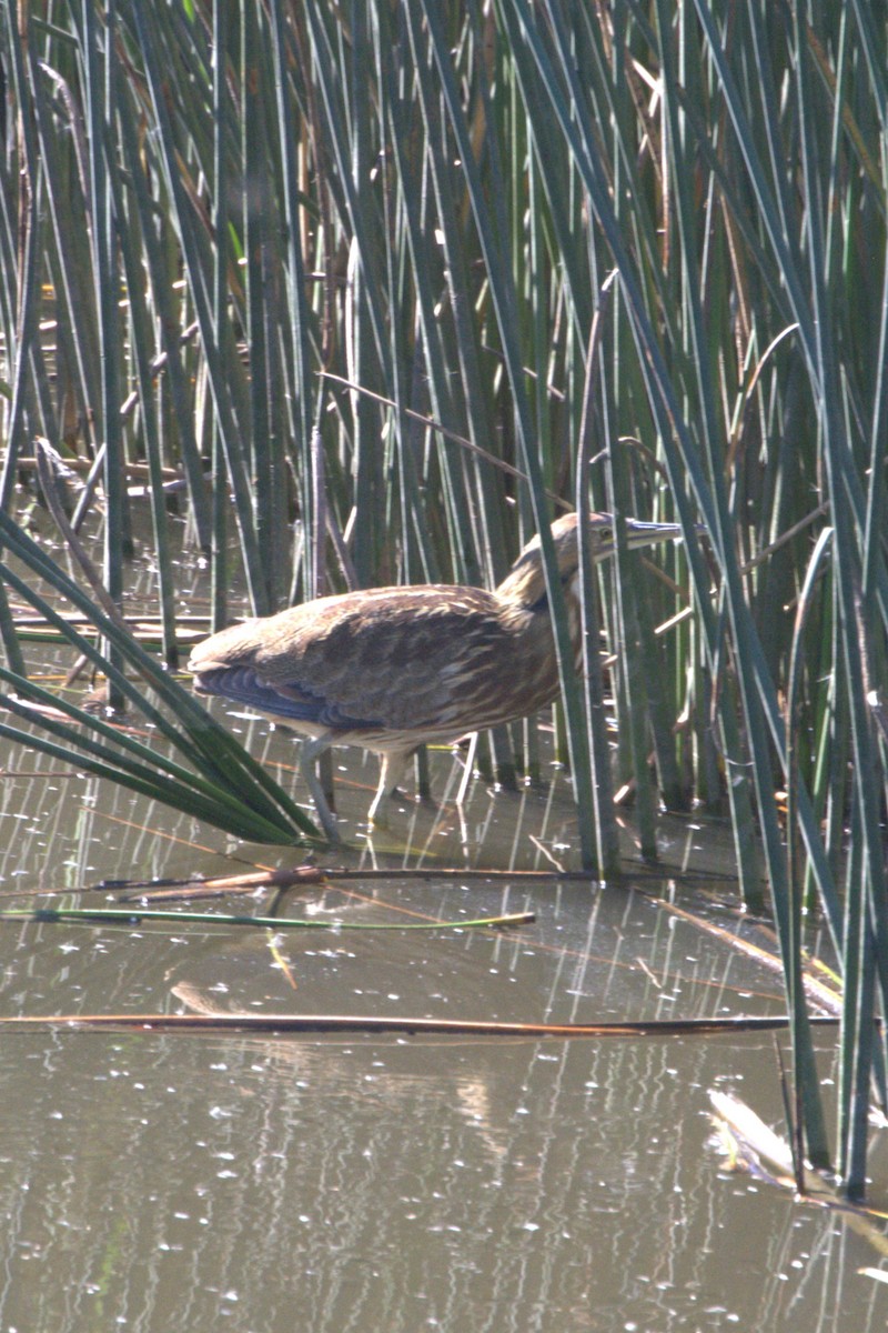 American Bittern - ML643802760