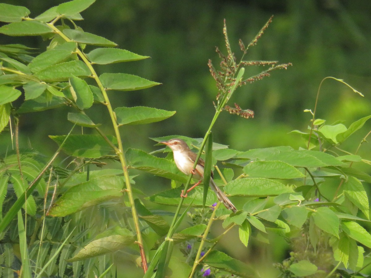 Plain Prinia - ML643802769
