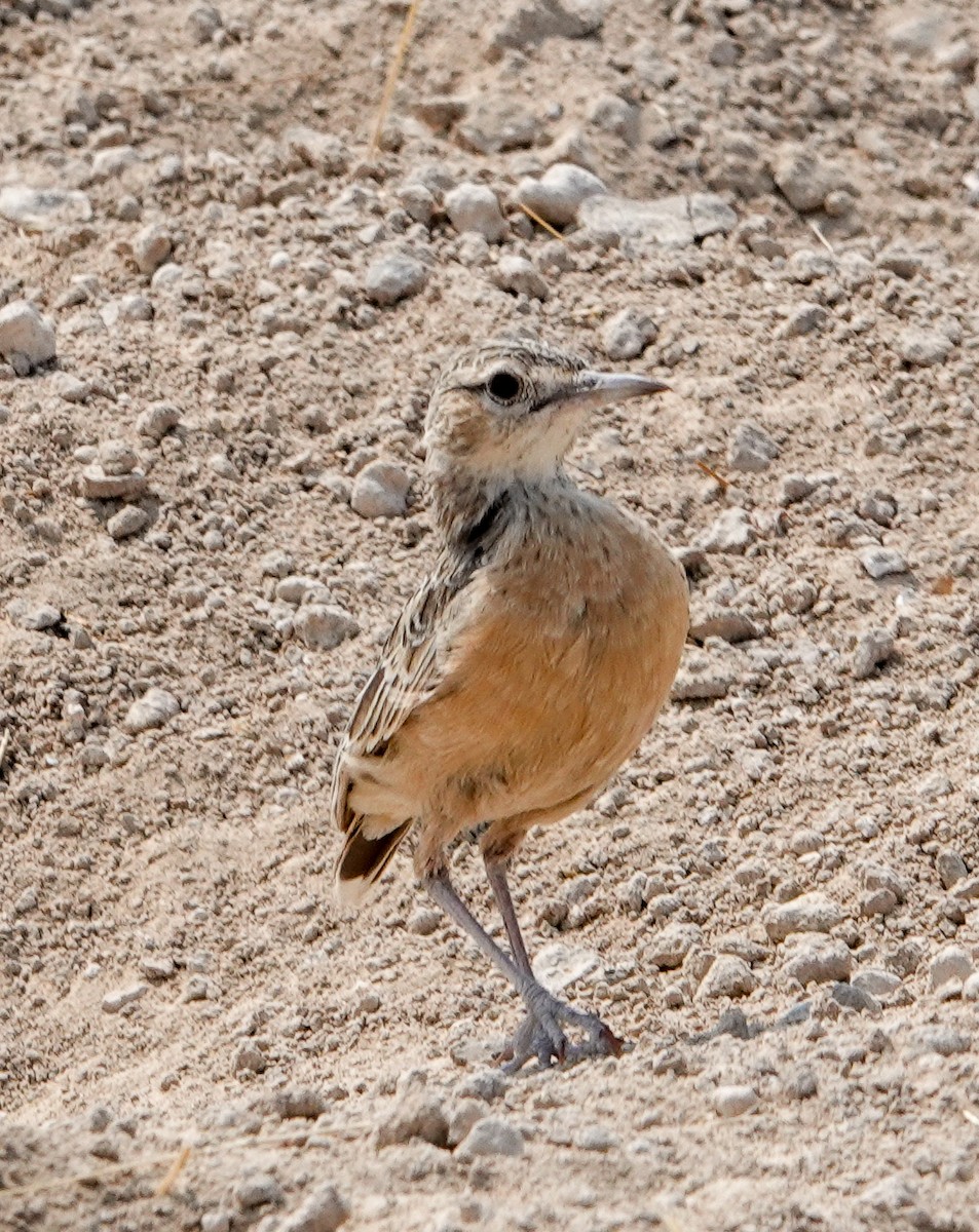 Spike-heeled Lark - ML643802770