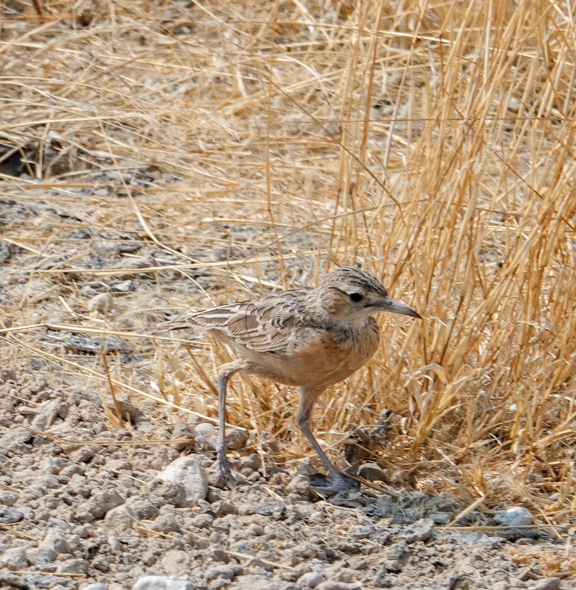 Spike-heeled Lark - ML643802771