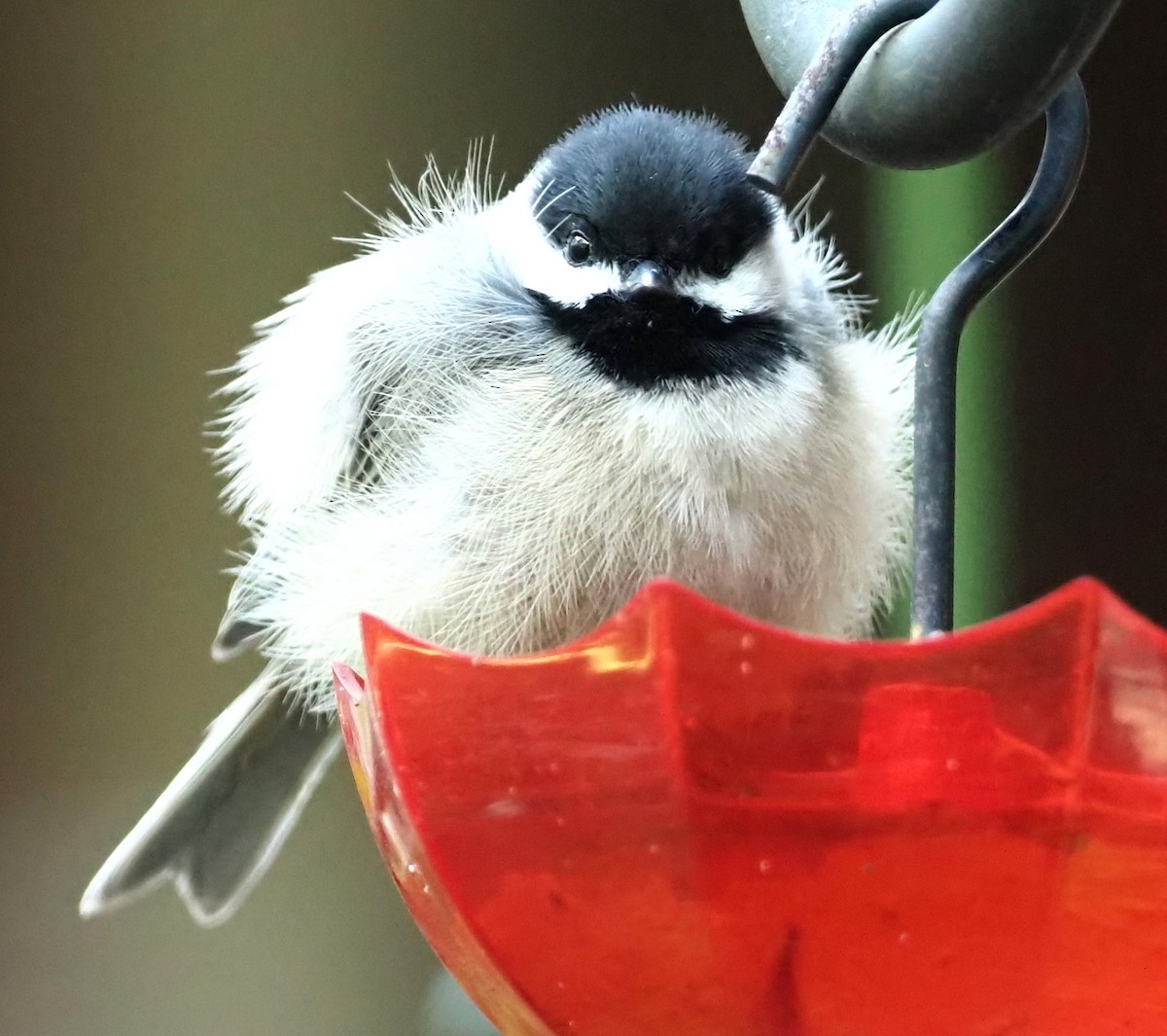 Carolina Chickadee - ML643802772