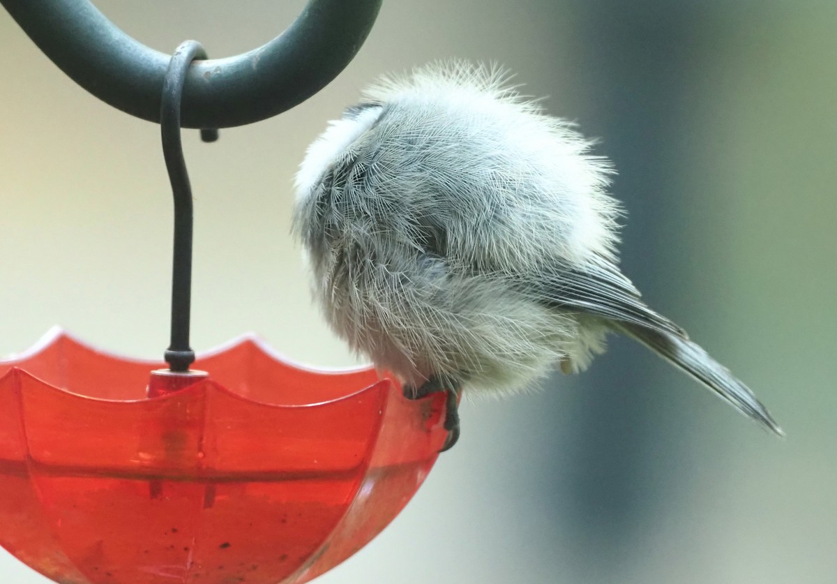 Carolina Chickadee - ML643802773