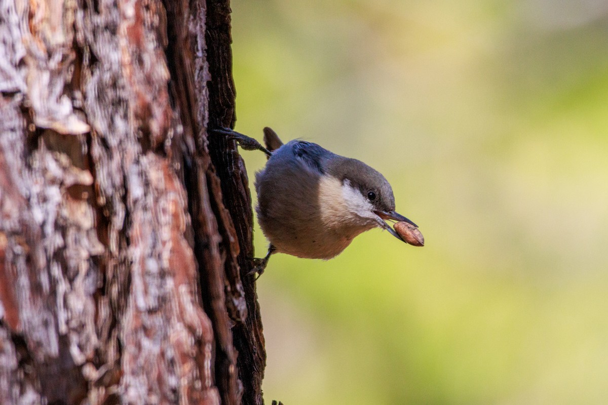 Pygmy Nuthatch - ML643802791