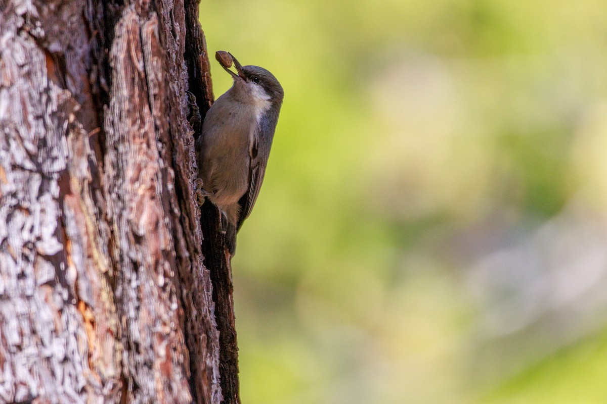 Pygmy Nuthatch - ML643802792
