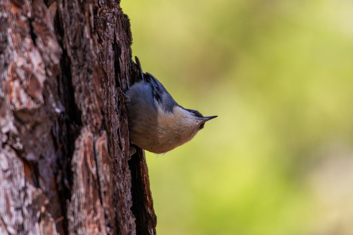 Pygmy Nuthatch - ML643802793