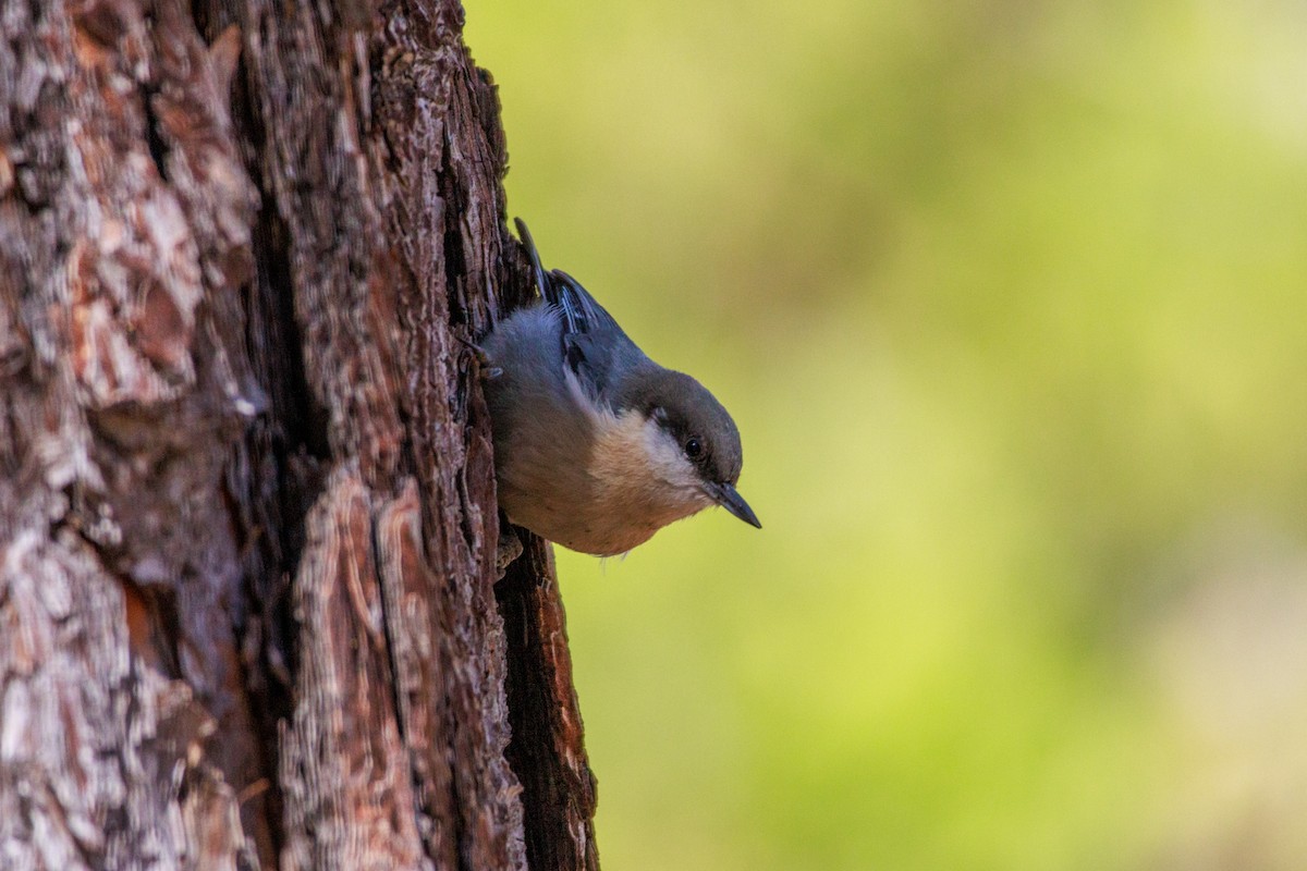 Pygmy Nuthatch - ML643802794