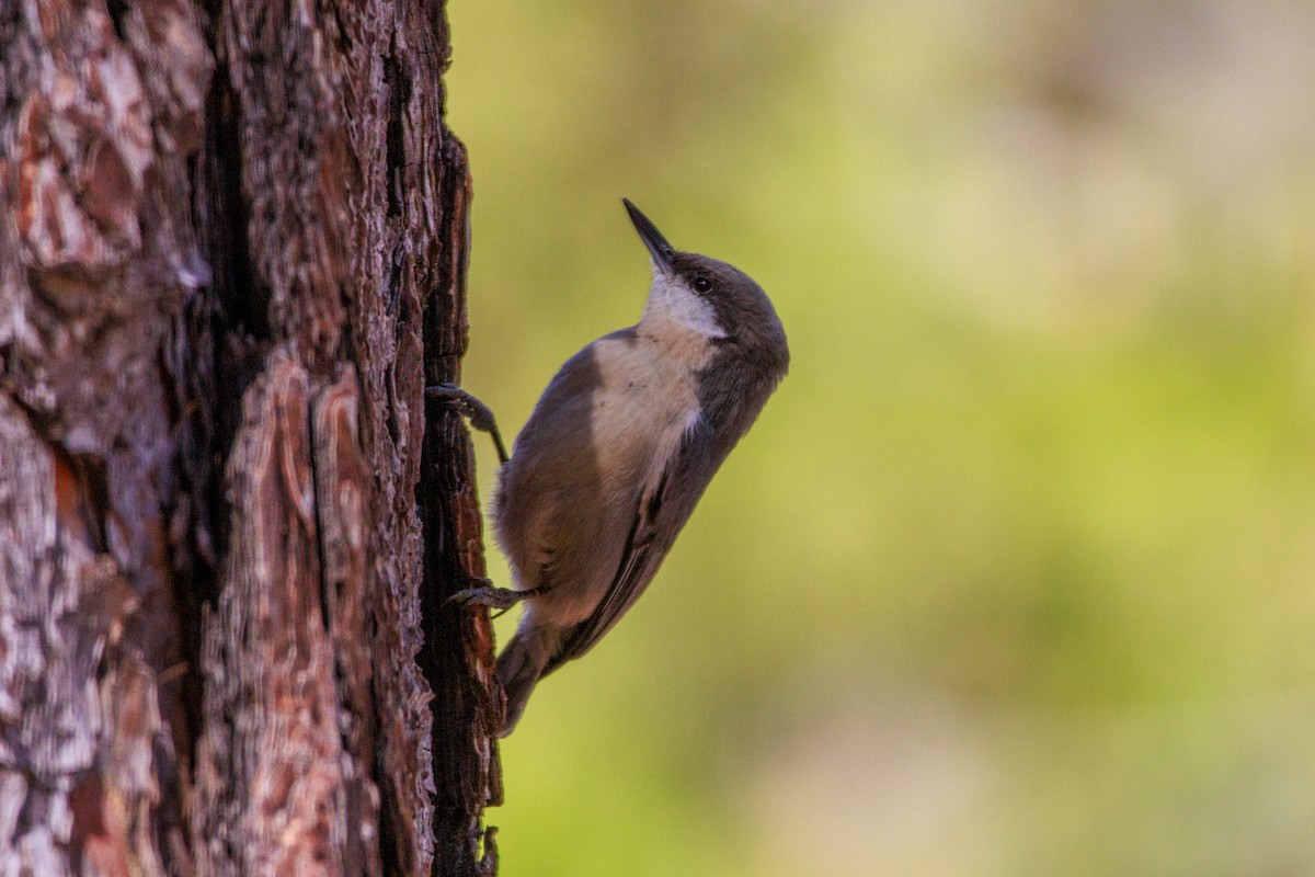 Pygmy Nuthatch - ML643802795