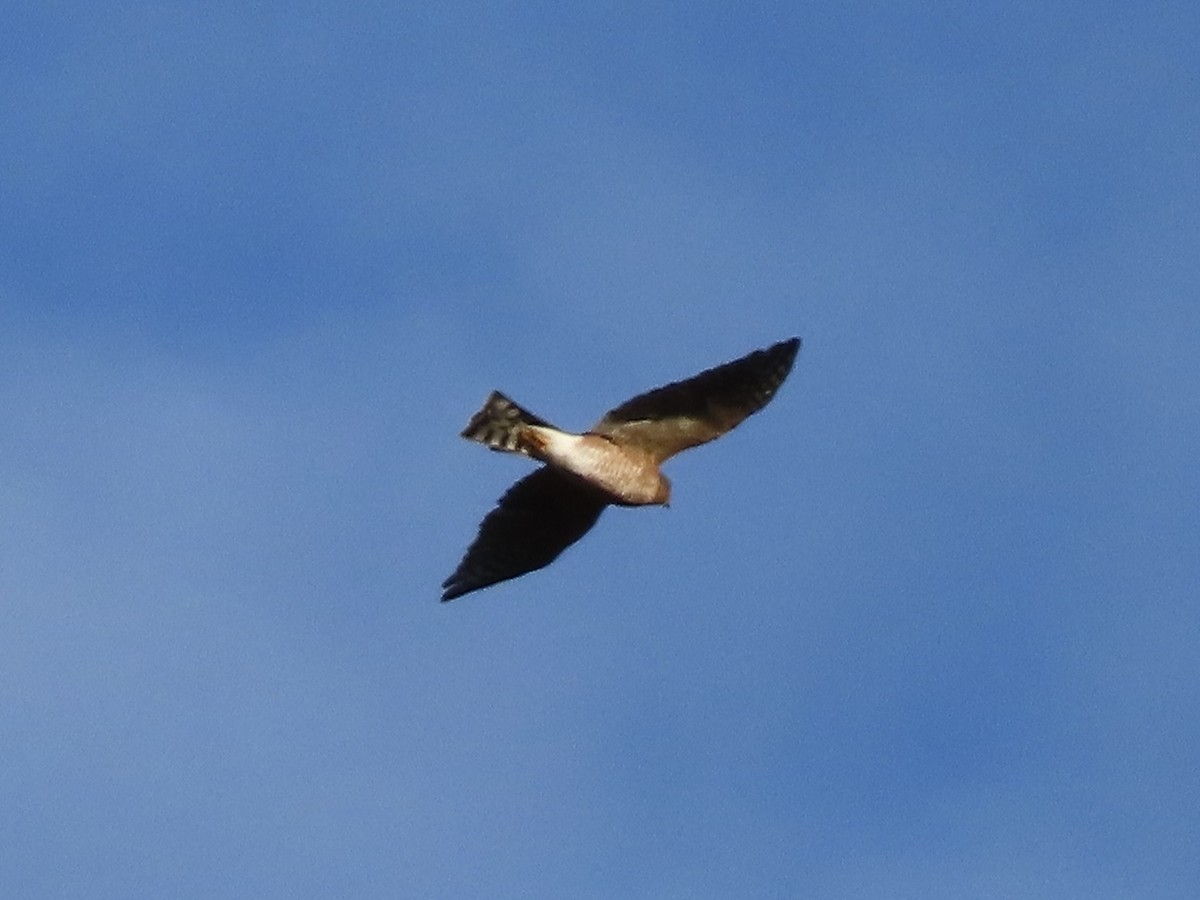 Sharp-shinned Hawk - ML643802796