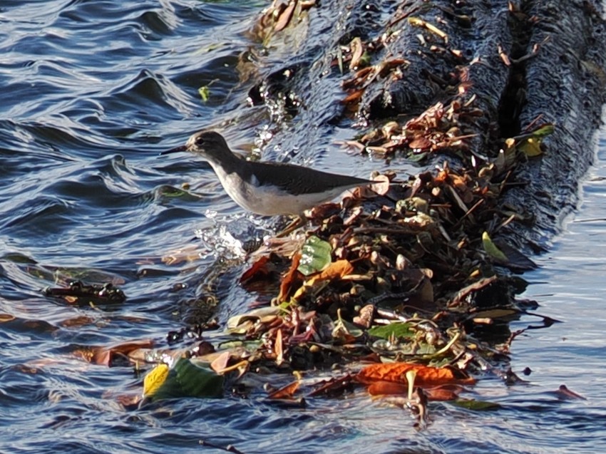 Drosseluferläufer - ML643802800