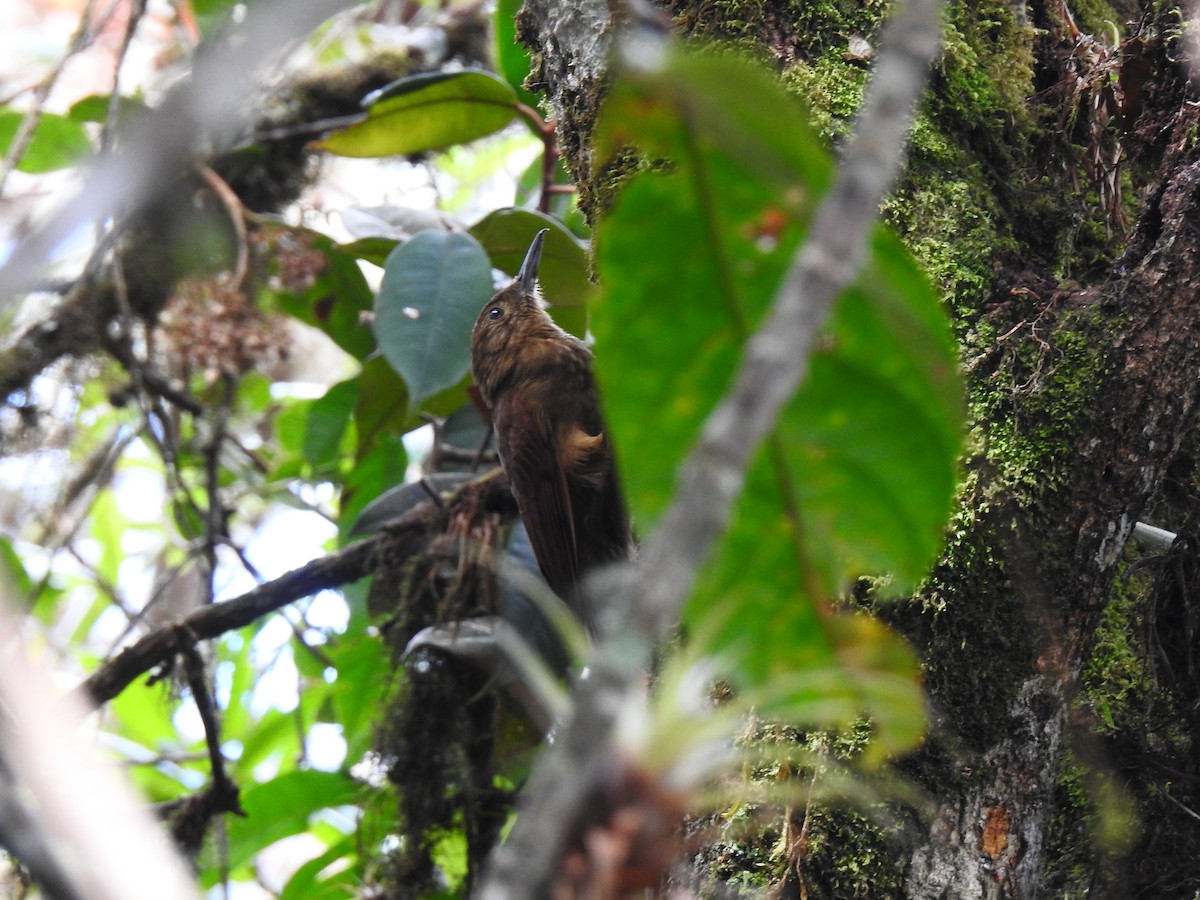 Tyrannine Woodcreeper - ML643802815