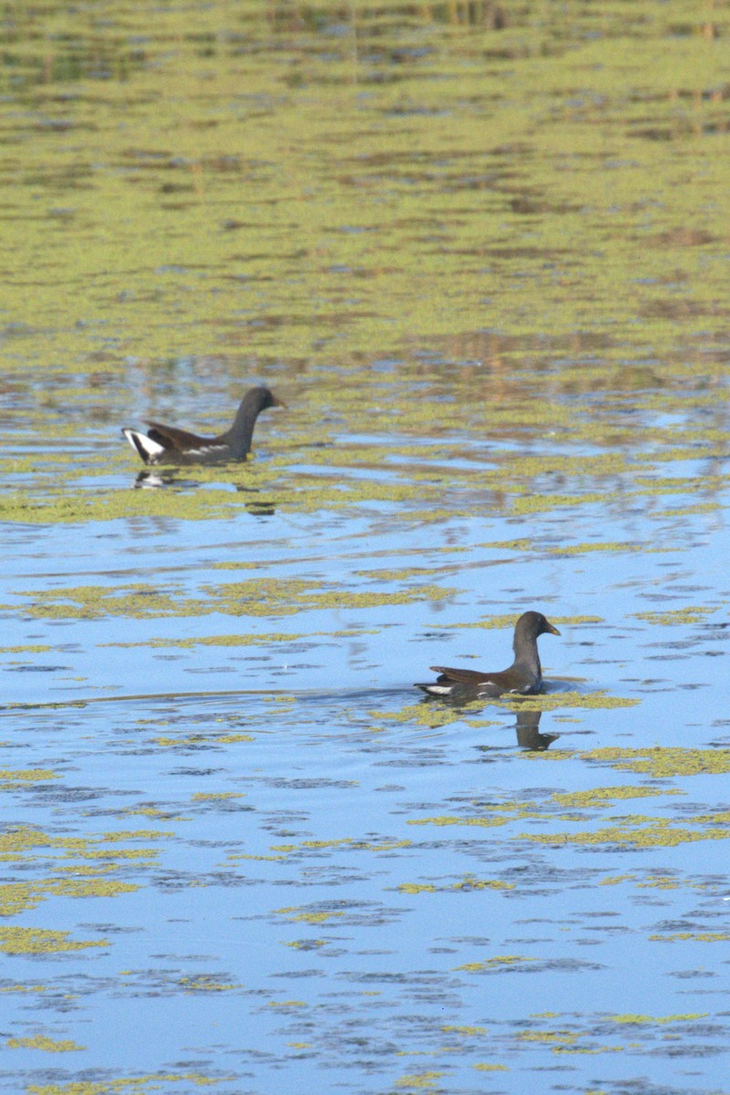 Common Gallinule - ML643802816