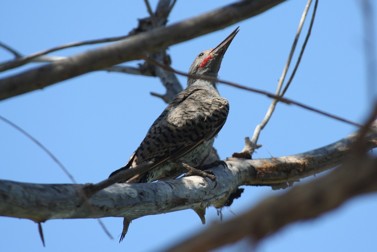 Gilded Flicker - ML643802844