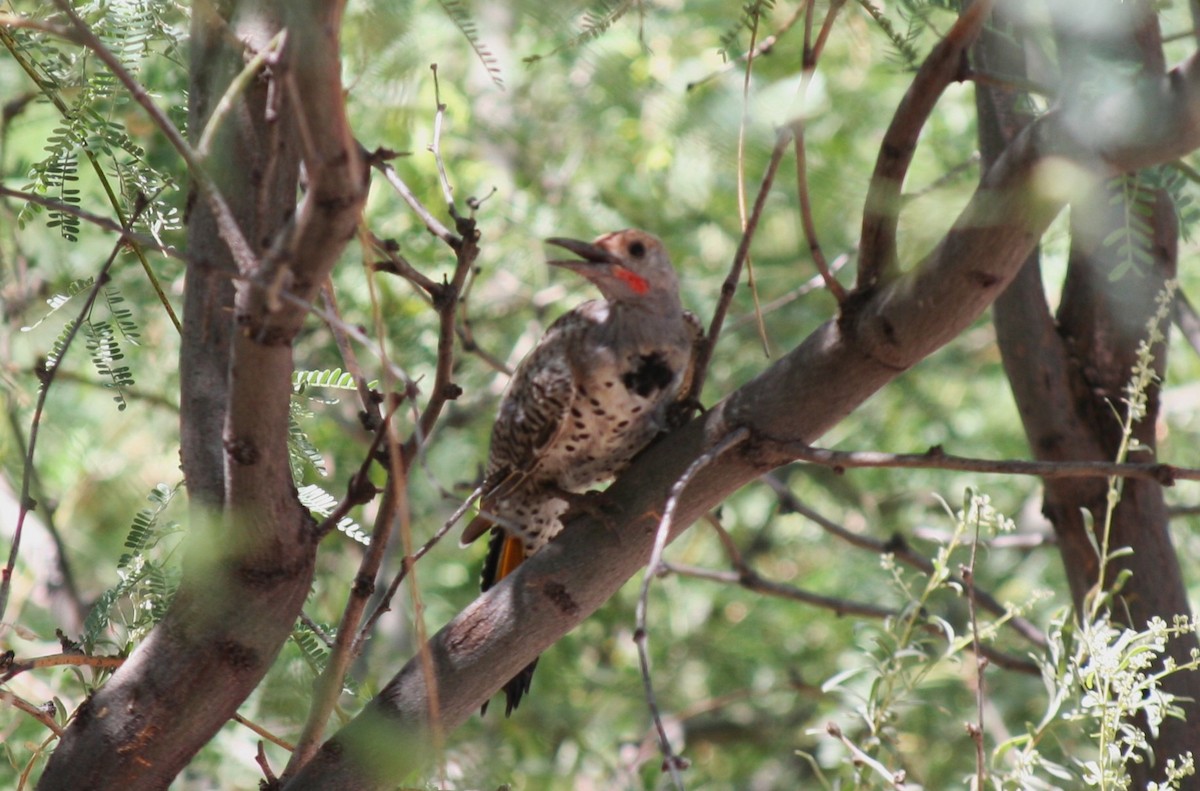 Gilded Flicker - ML643802845