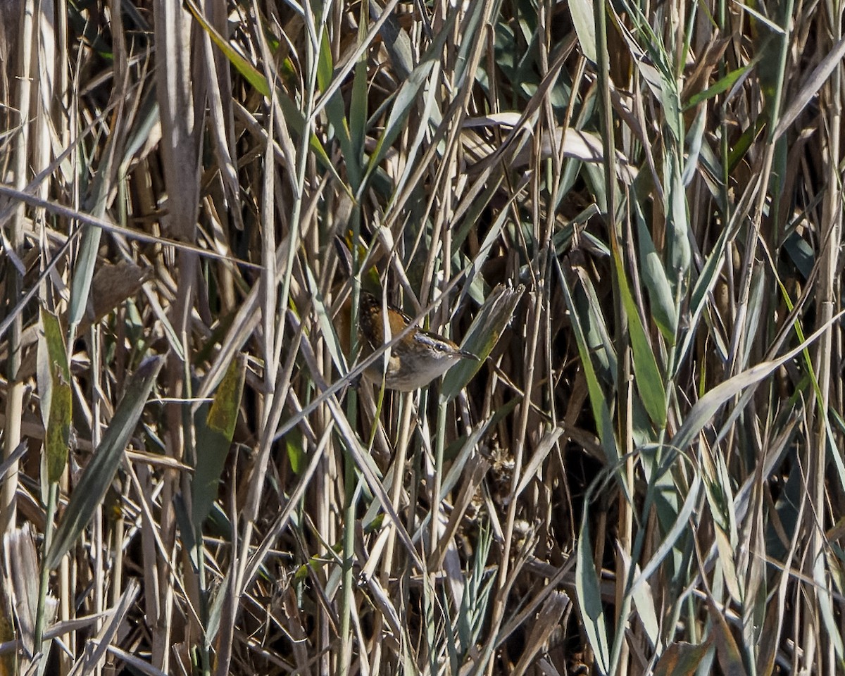 Marsh Wren - ML643802849
