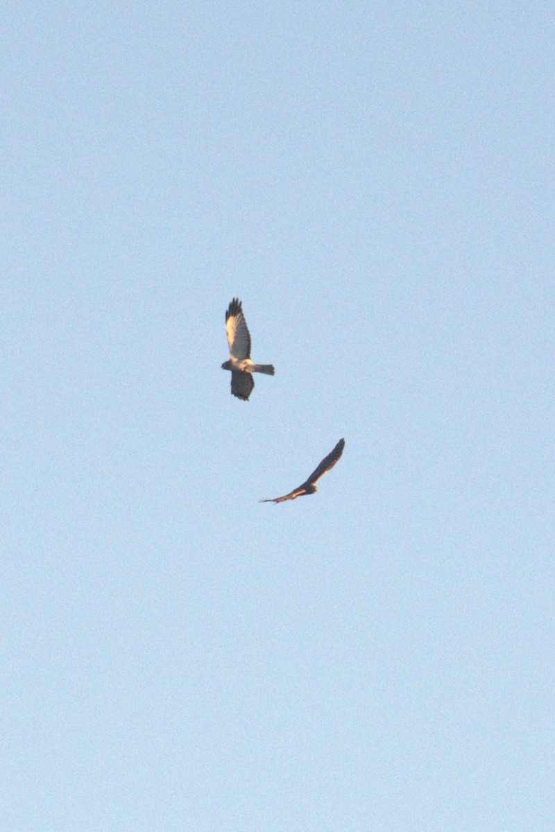 Northern Harrier - ML643802891