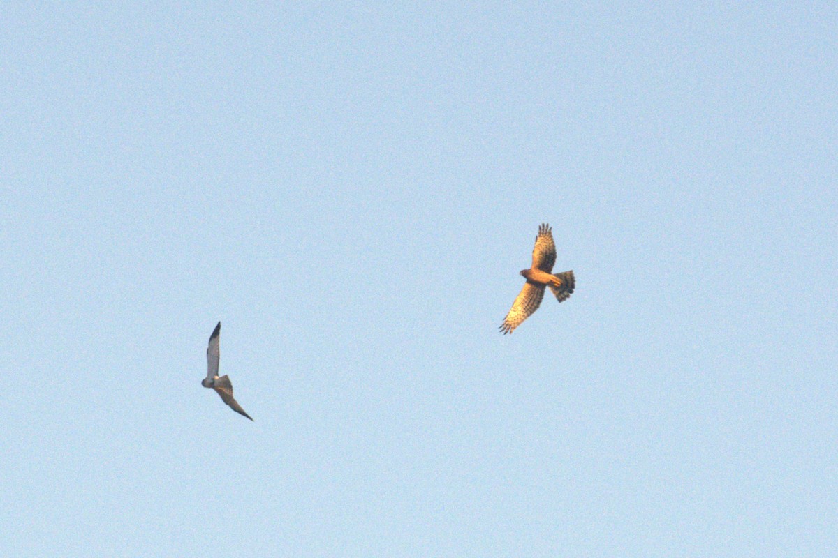 Northern Harrier - ML643802892