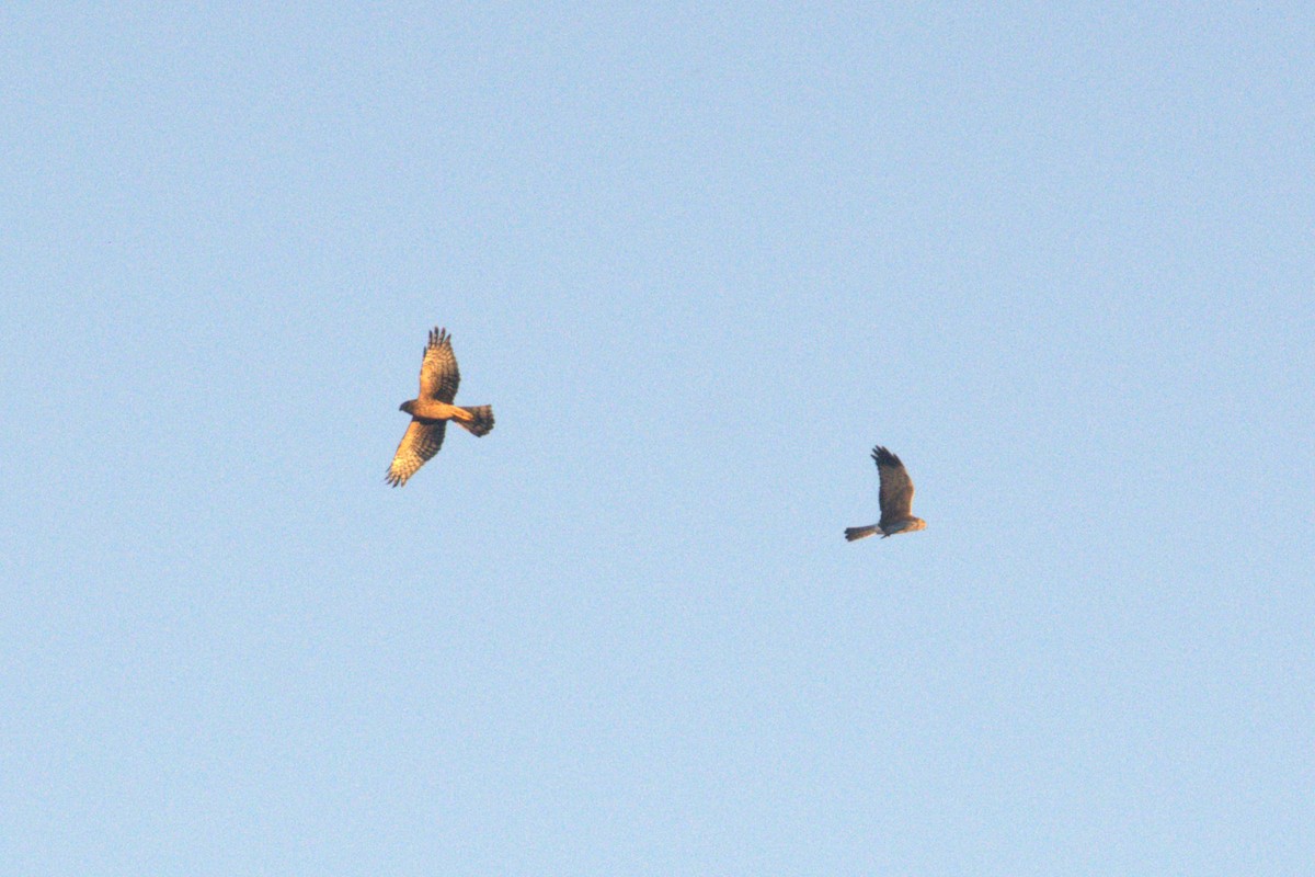 Northern Harrier - ML643802893