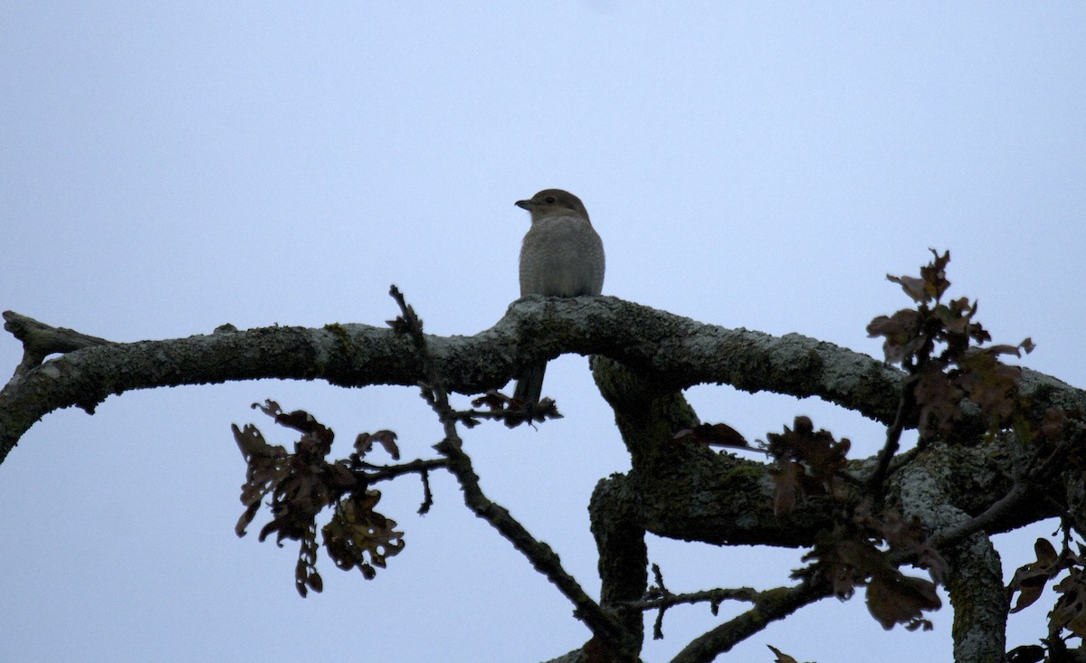 Antzandobi boreala - ML643802895